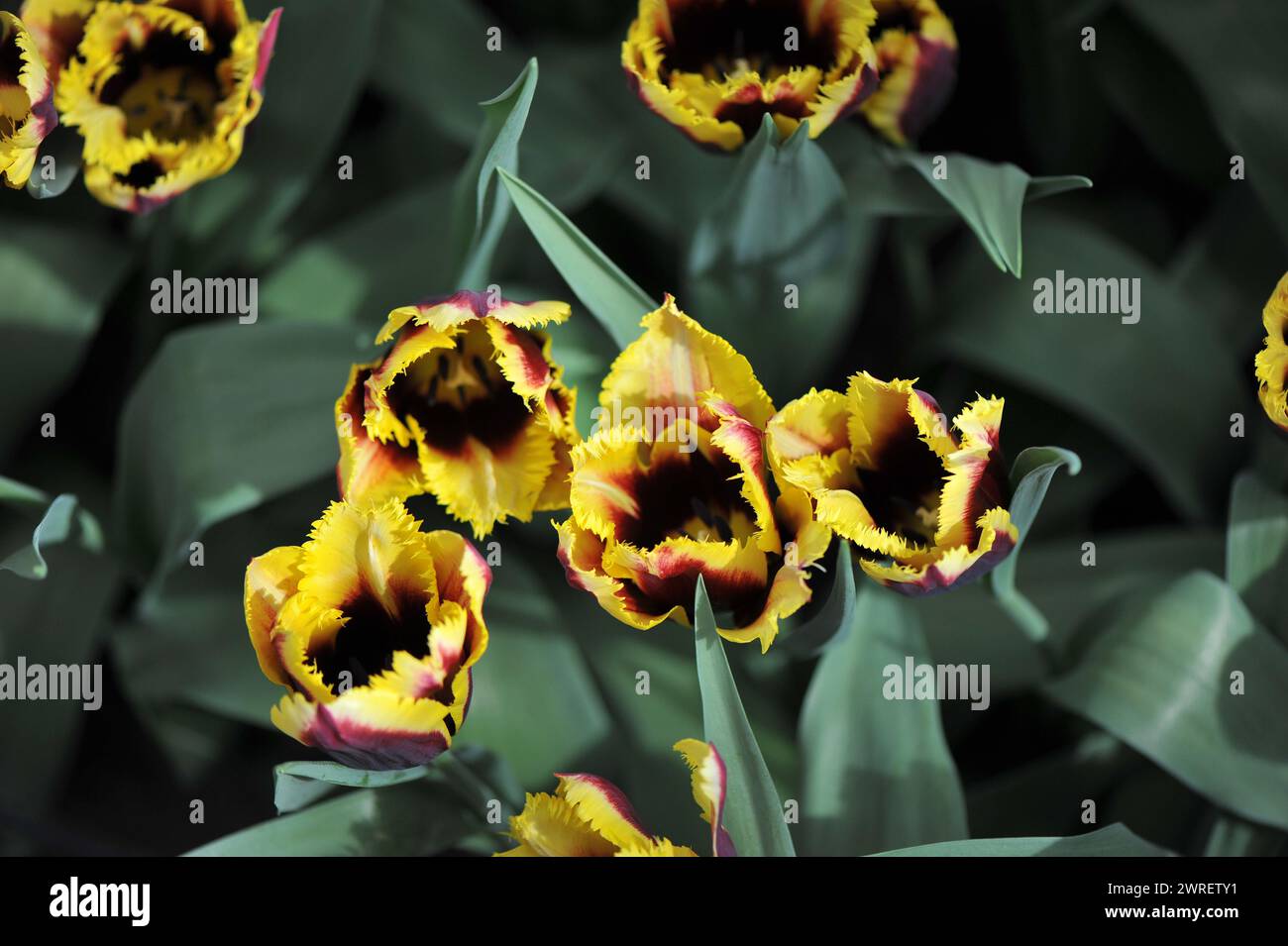 Tulipani con frange rosse e gialle (Tulipa) Gavota speciale fiorisce in un giardino ad aprile Foto Stock