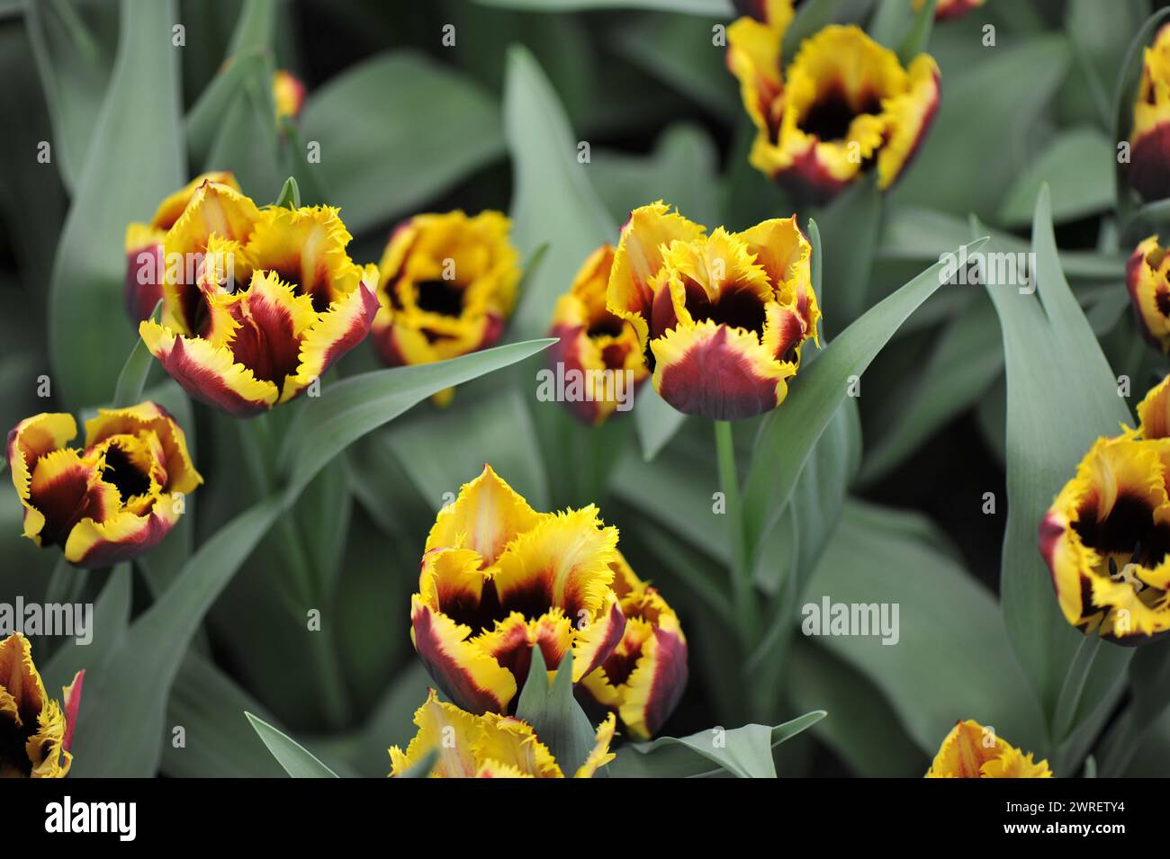 Tulipani con frange rosse e gialle (Tulipa) Gavota speciale fiorisce in un giardino ad aprile Foto Stock
