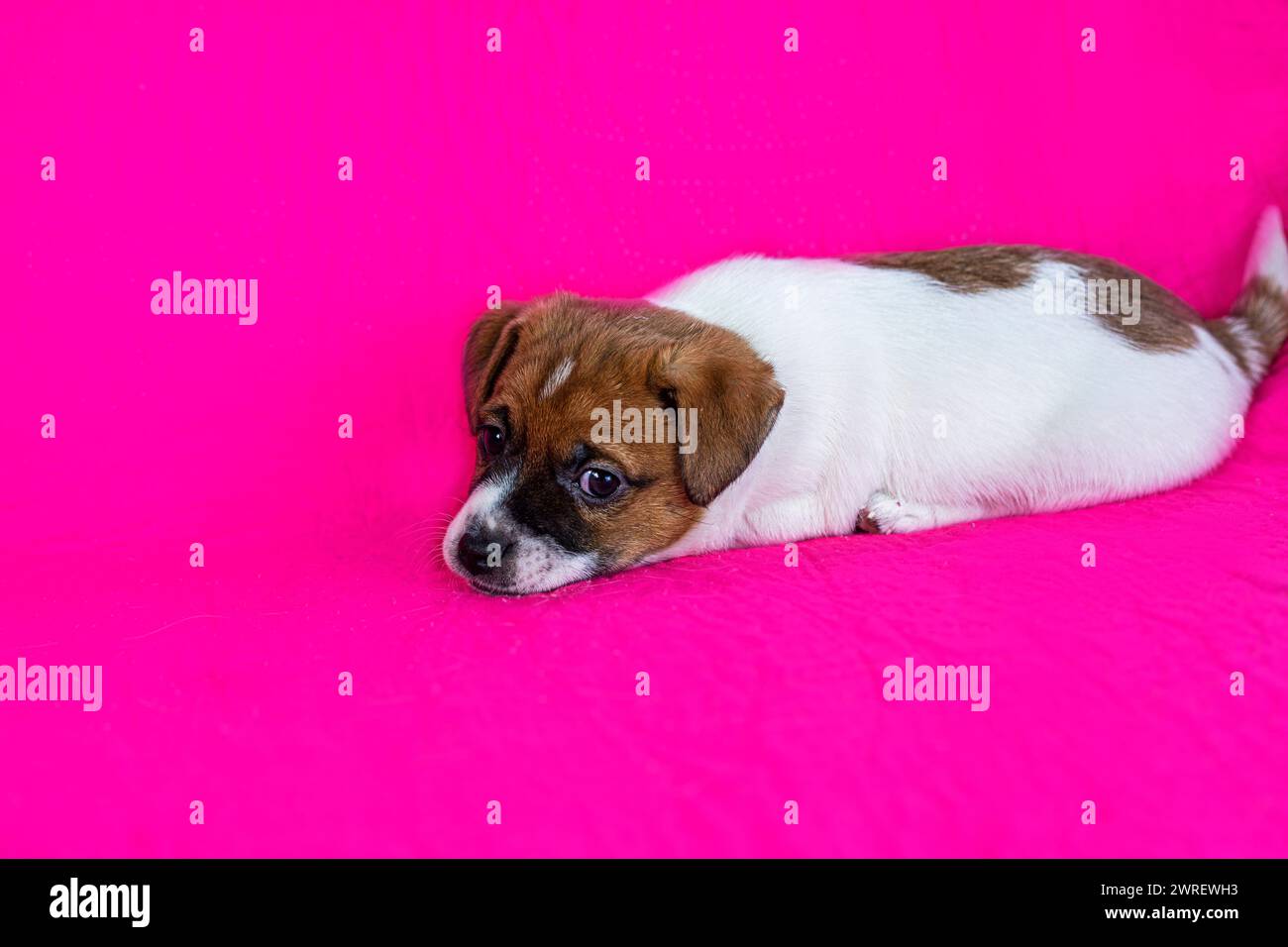 il simpatico cucciolo jack russell terrier giace su uno sfondo rosa brillante Foto Stock