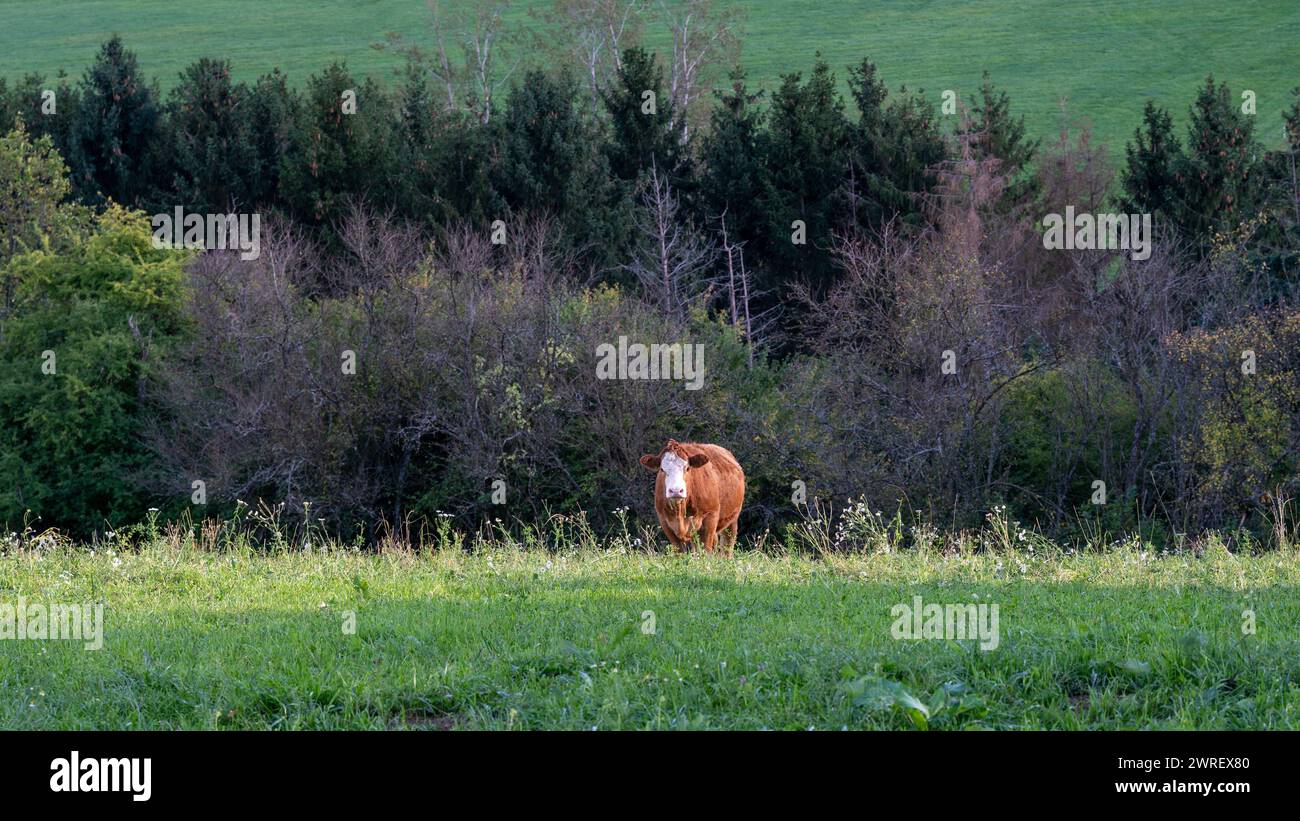 Una mucca bruna che pascolava in un pascolo di natura verde Foto Stock