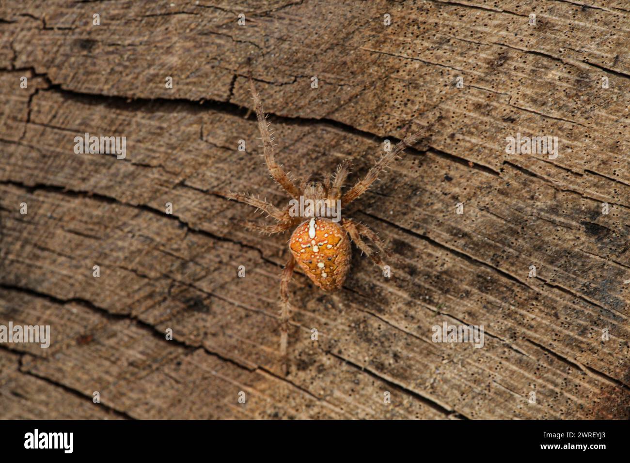 Una bella foto di un ragno della specie Araneus diadematus sorpreso su uno sfondo di legno con un colore molto bello e con una maschera come Th Foto Stock