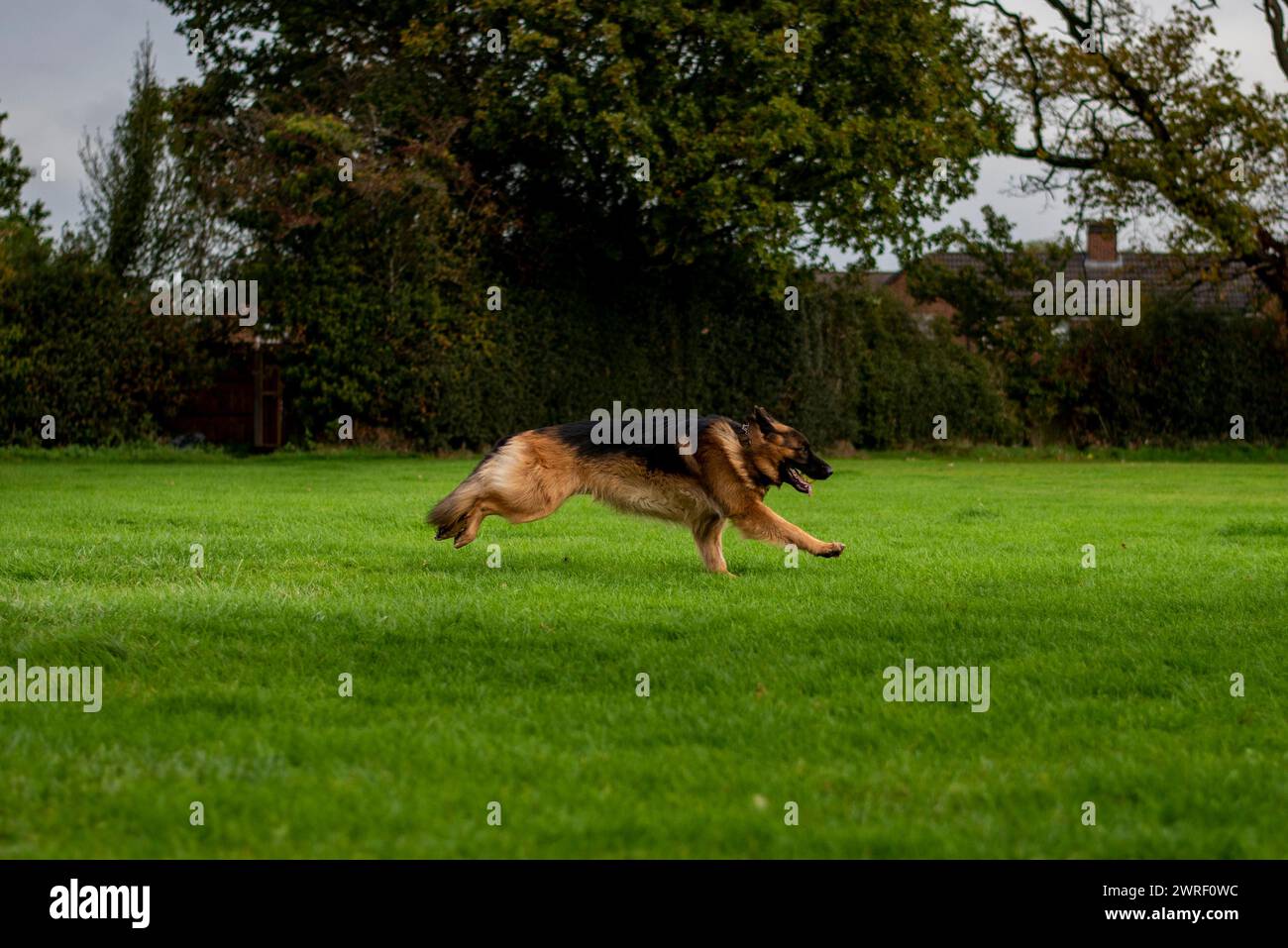 Un cane da pastore tedesco che corre in un campo erboso Foto Stock