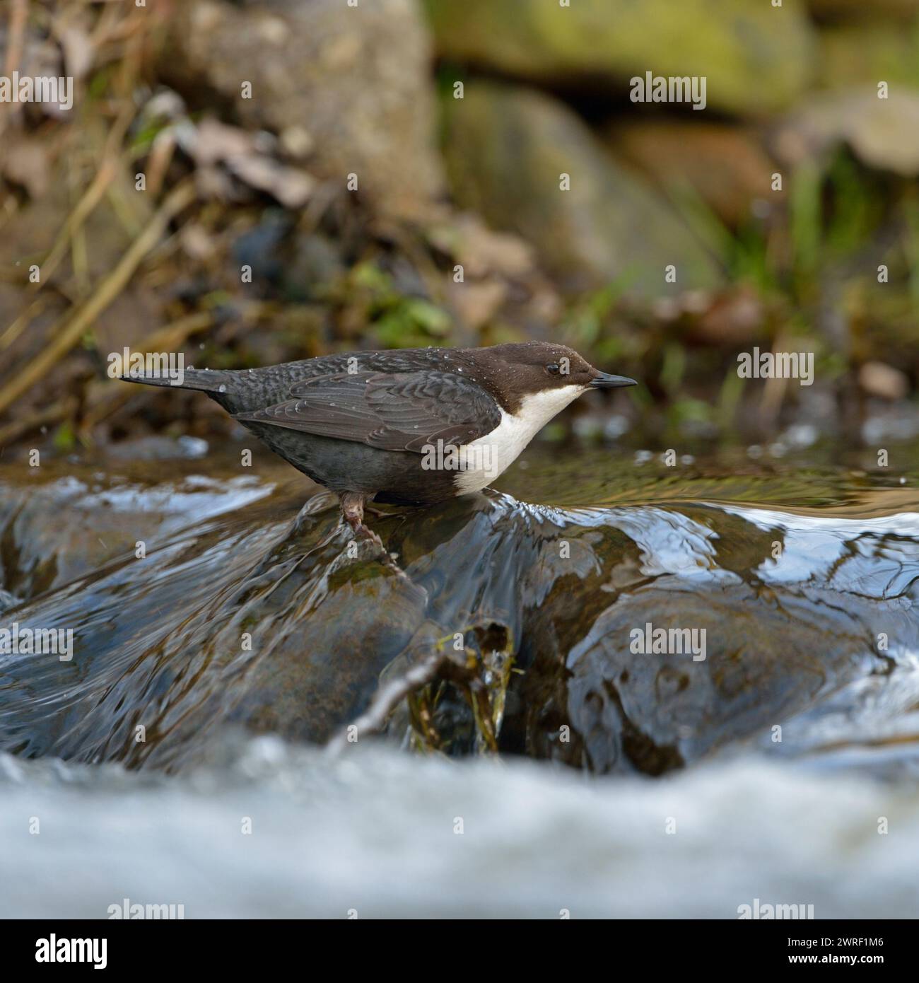 Caccia alla pappa dalla gola bianca (cinclus cinclus), arroccato su una roccia in acque rapide di un torrente, fauna selvatica, Europa. Foto Stock