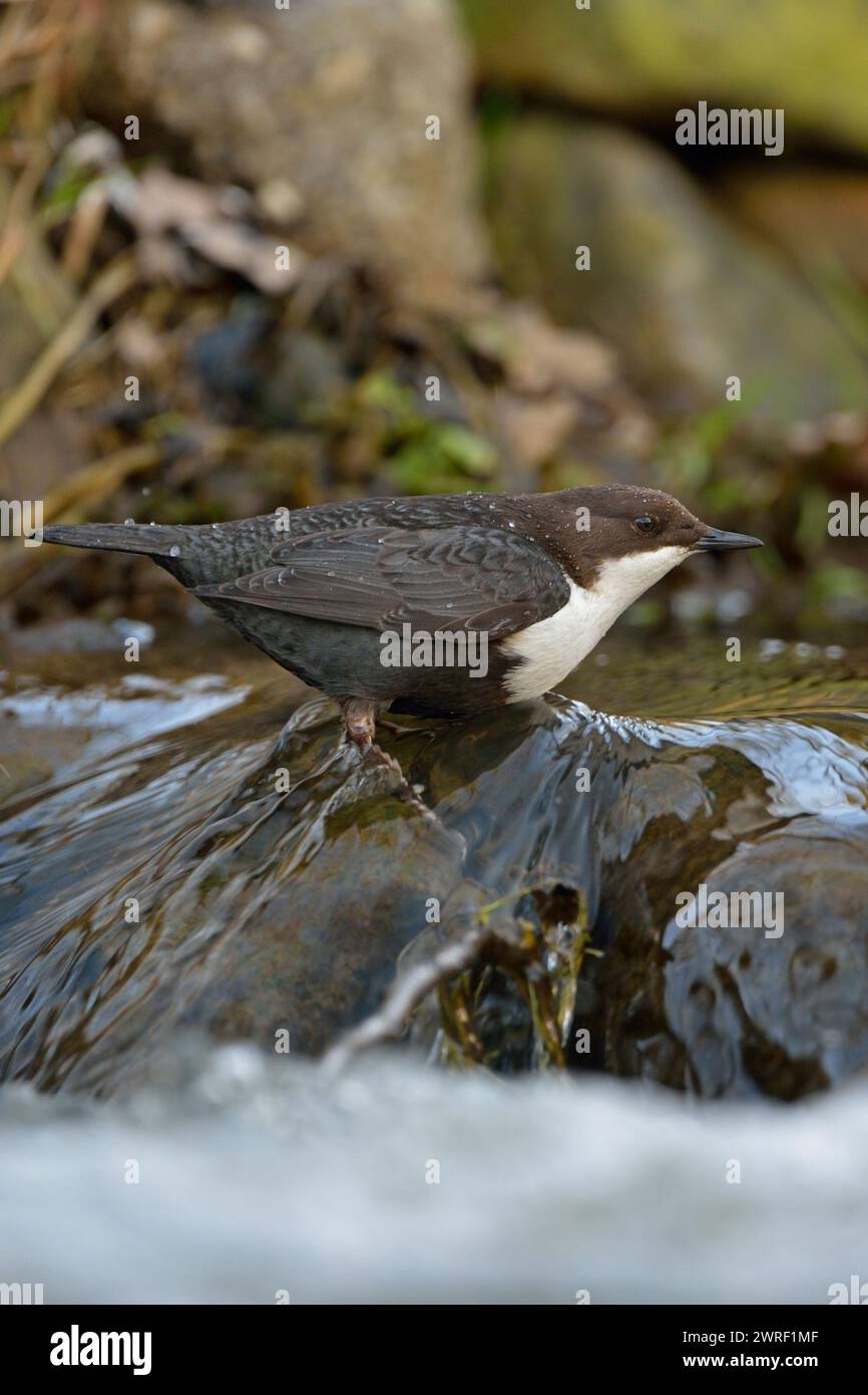 Caccia al Dipper dalla gola bianca / Dipper ( Cinclus cinclus ) caccia, appollaiato su una roccia in acque rapide di un torrente, fauna selvatica, Europa. Foto Stock