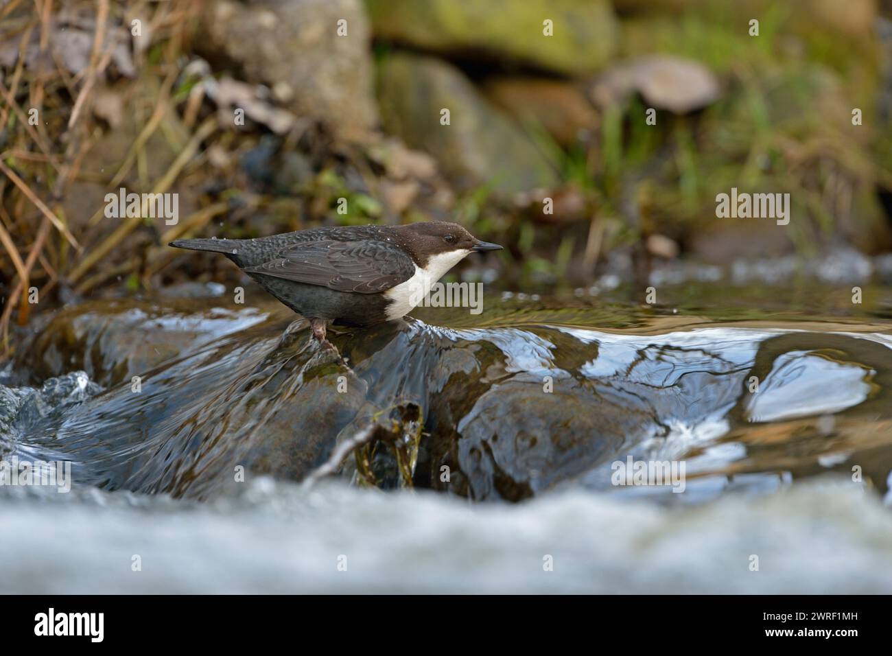 Caccia al Dipper dalla gola bianca / Dipper ( Cinclus cinclus ) caccia, appollaiato su una roccia in acque rapide di un torrente, fauna selvatica, Europa. Foto Stock