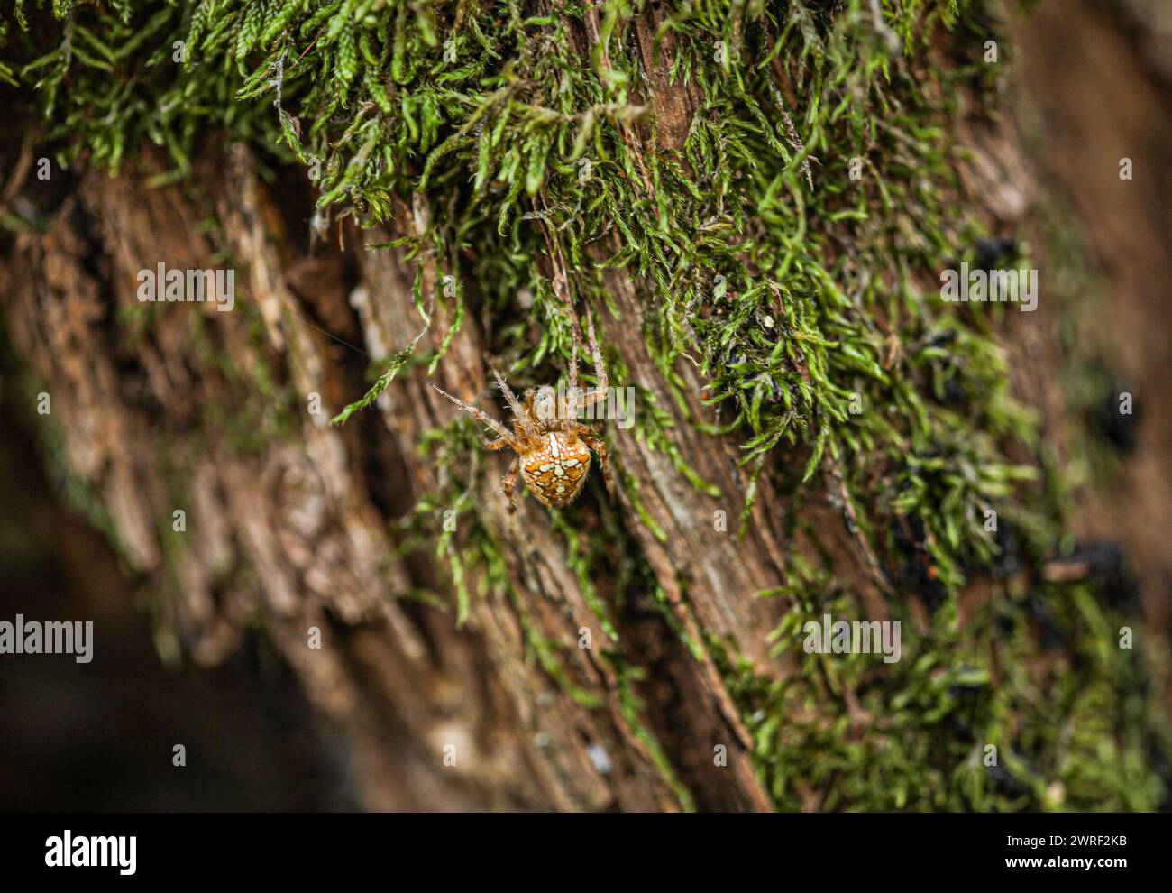 Primo piano macro del ragno di Araneus diadematus su una ragnatela. Foto di alta qualità Foto Stock