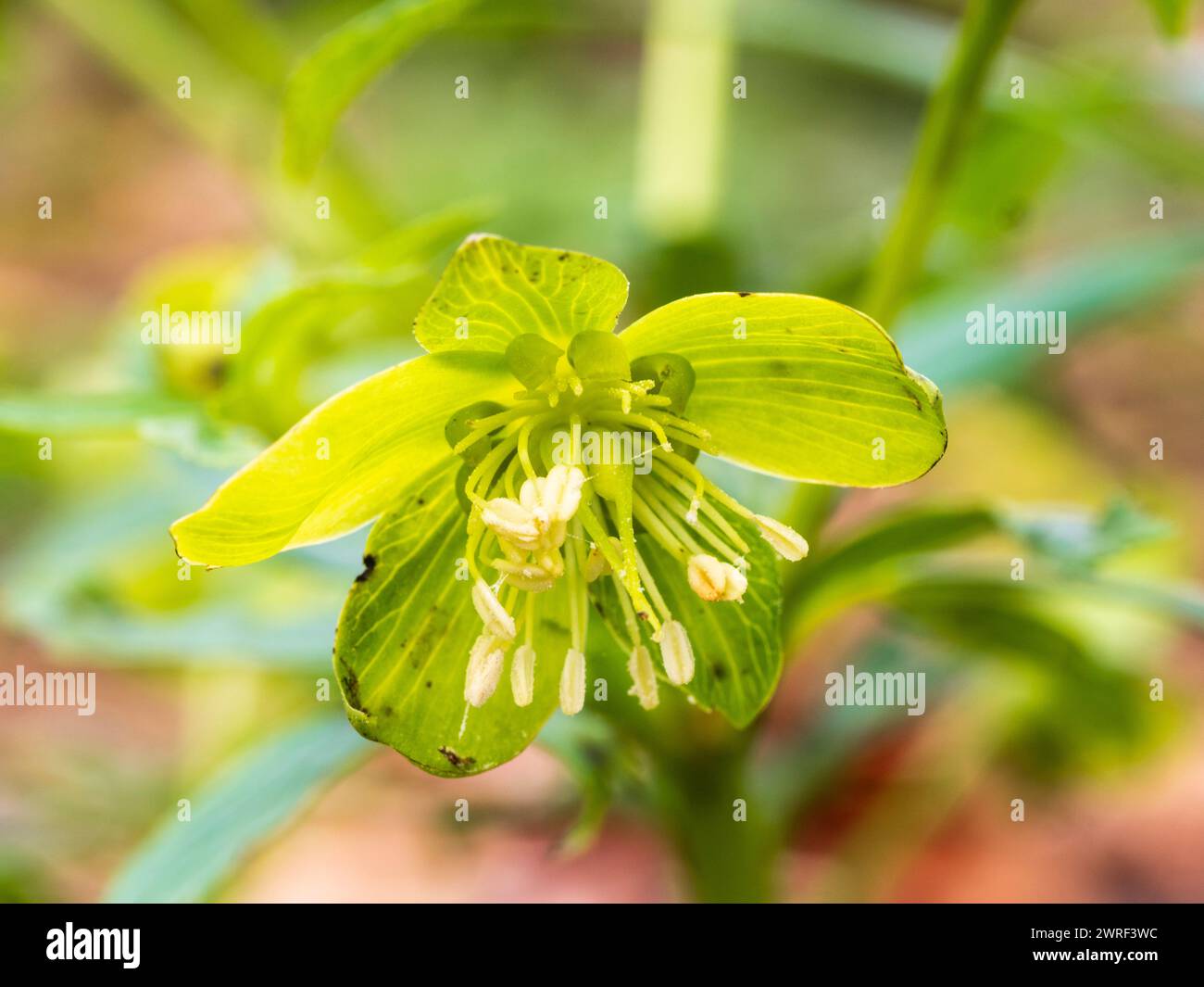 Annuendo, dal tardo inverno all'inizio della primavera fiore verde dell'arduo fiore selvatico e pianta da giardino nativa del Regno Unito, Helleborus viridis, ellebore verde Foto Stock