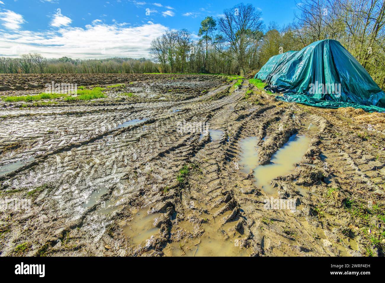 Cingoli dei pneumatici del trattore in entrata fangosa nel campo - Francia centrale. Foto Stock