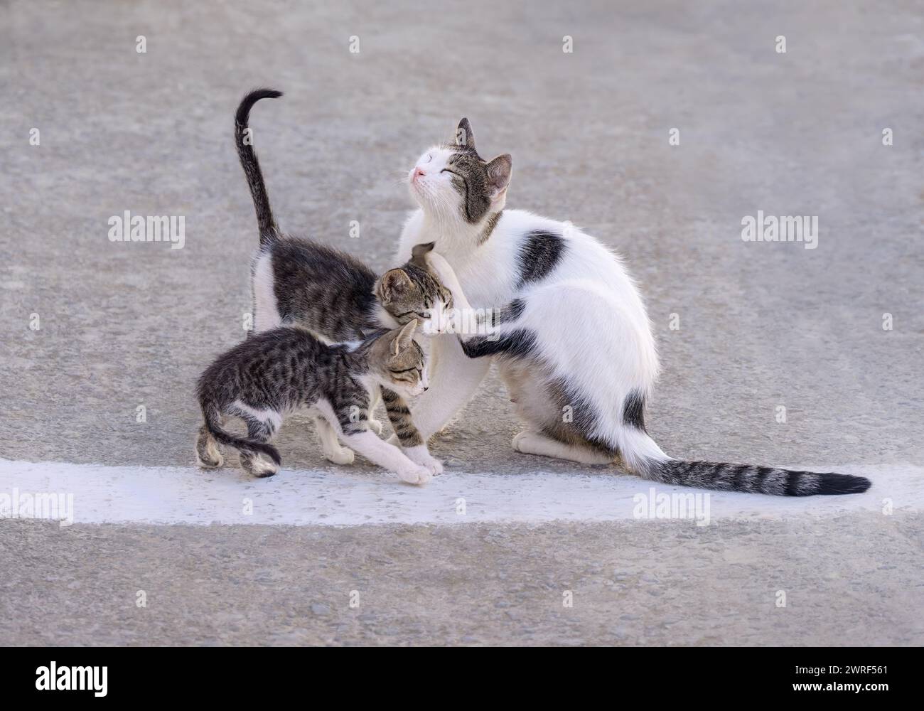 La gatta madre e i suoi piccoli gattini insieme fianco a fianco in una strada, la Grecia Foto Stock