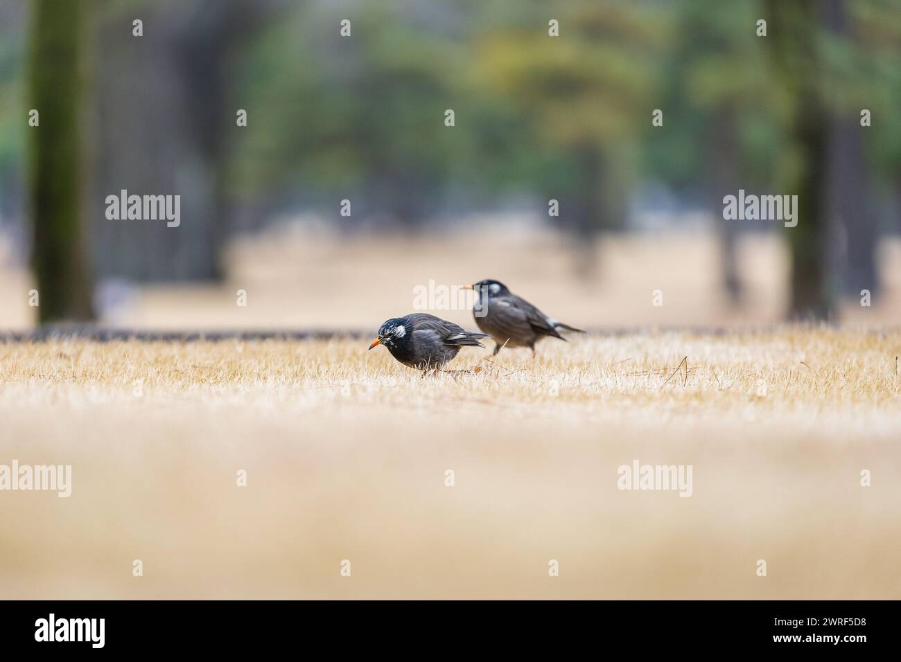 starling dalle guance bianche (Spodiopsar cineraceus), Tokyo, Giappone Foto Stock