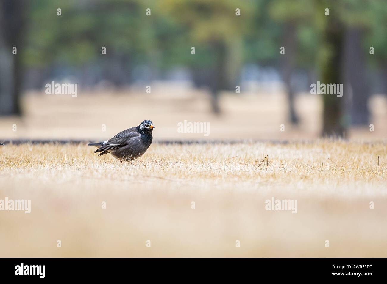 starling dalle guance bianche (Spodiopsar cineraceus), Tokyo, Giappone Foto Stock