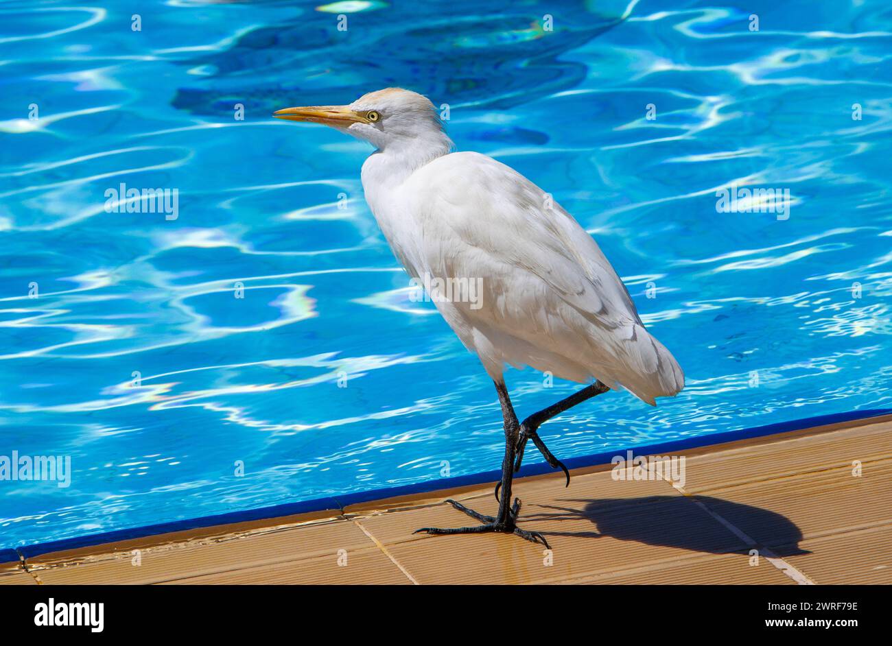 L'egret del bestiame (Bubulcus), un genere di aironi (famiglia Ardeidae), si trova presso una piscina in Egitto. Foto Stock