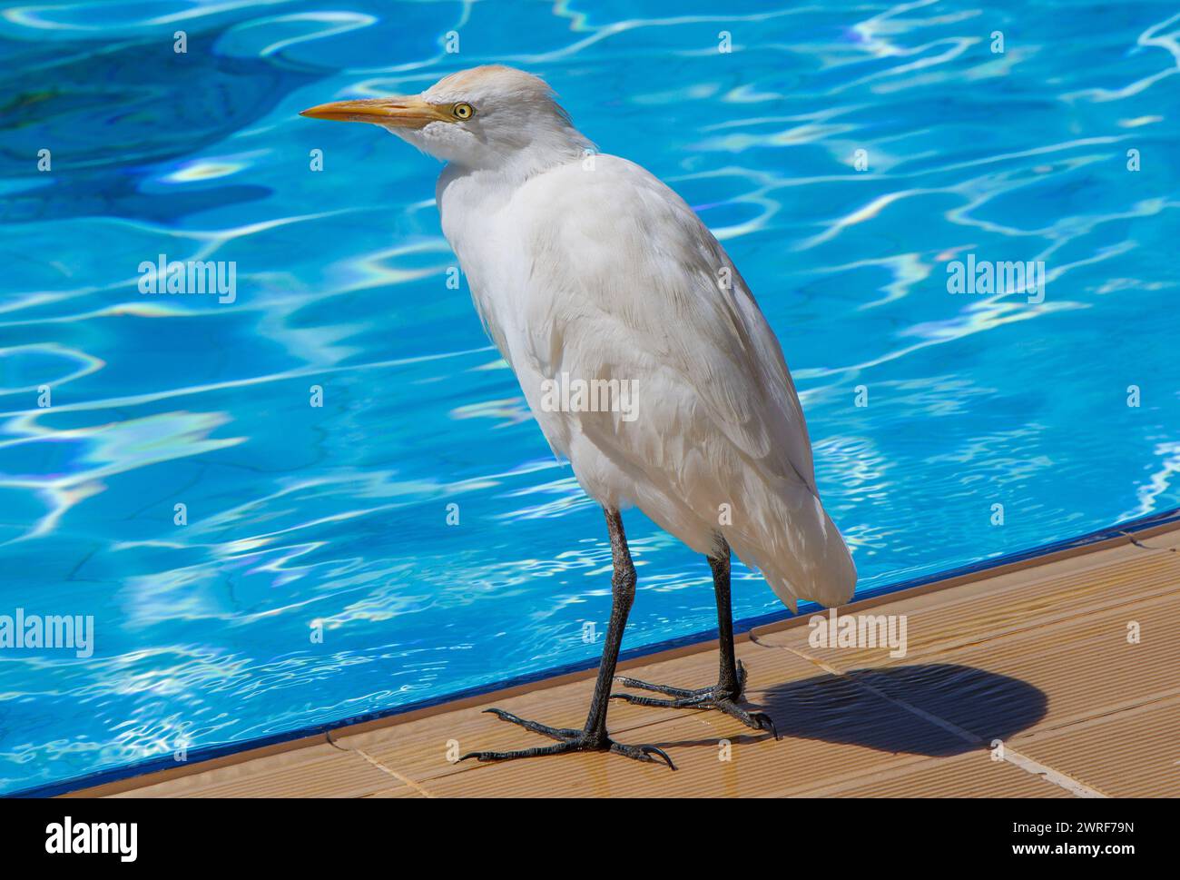 L'egret del bestiame (Bubulcus), un genere di aironi (famiglia Ardeidae), si trova presso una piscina in Egitto. Foto Stock