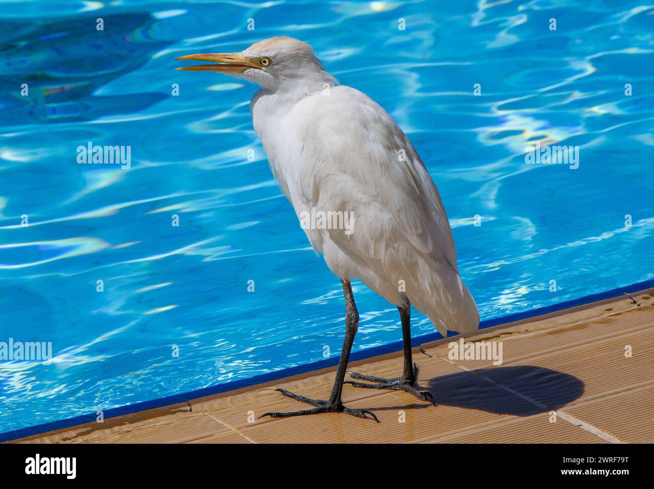 L'egret del bestiame (Bubulcus), un genere di aironi (famiglia Ardeidae), si trova presso una piscina in Egitto. Foto Stock
