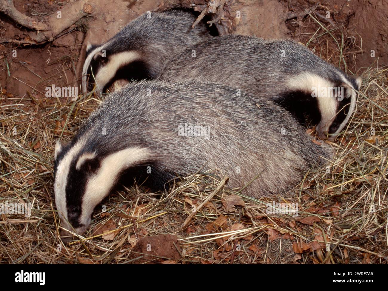 Badger (Meles meles) all'interno della sett artificiale, Berwickshire, Scottish Borders, Scozia, luglio 1997 Foto Stock