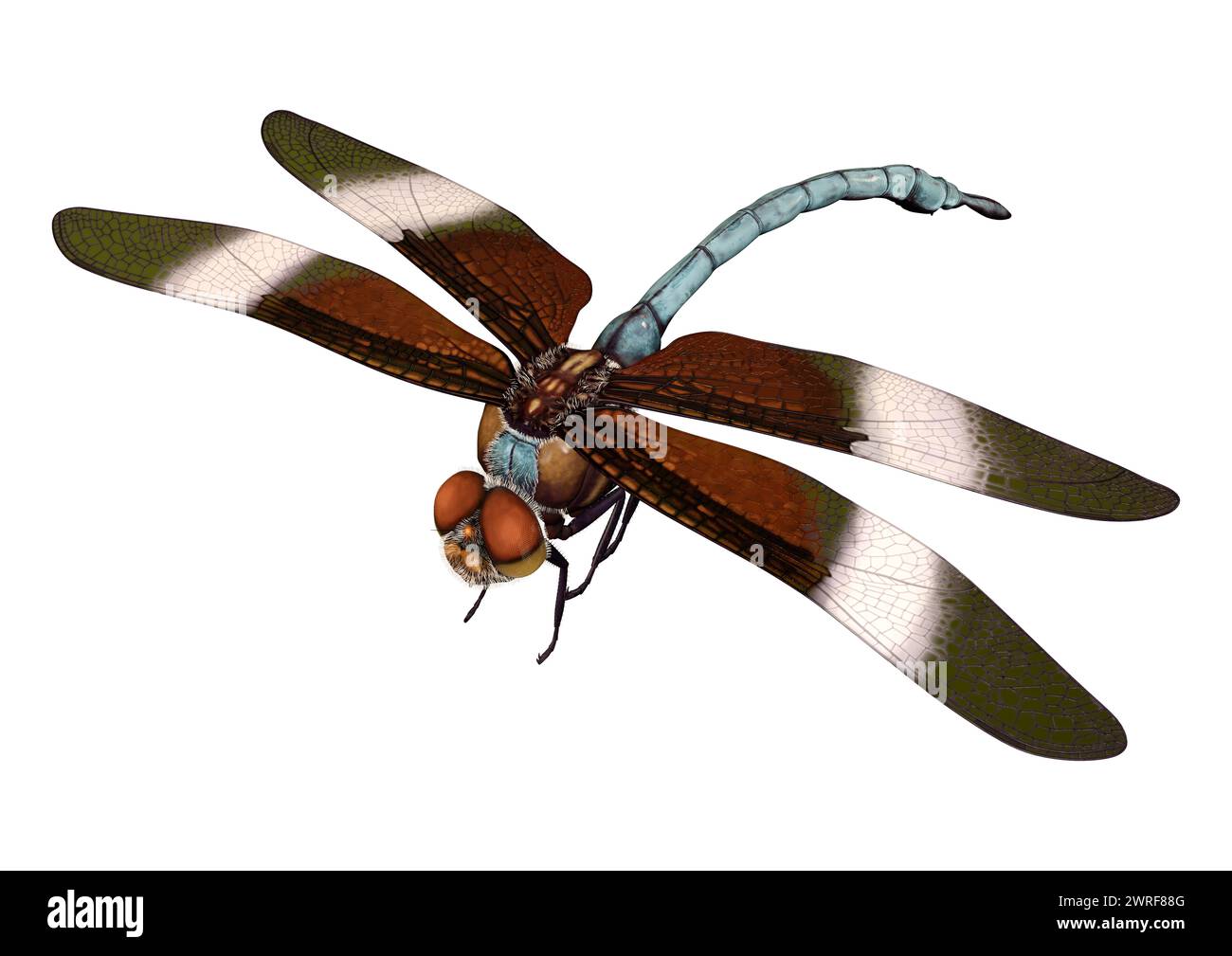 3D rendering di una vedova Skimmer o a forma di libellula Libellula luctuosa isolati su sfondo bianco Foto Stock