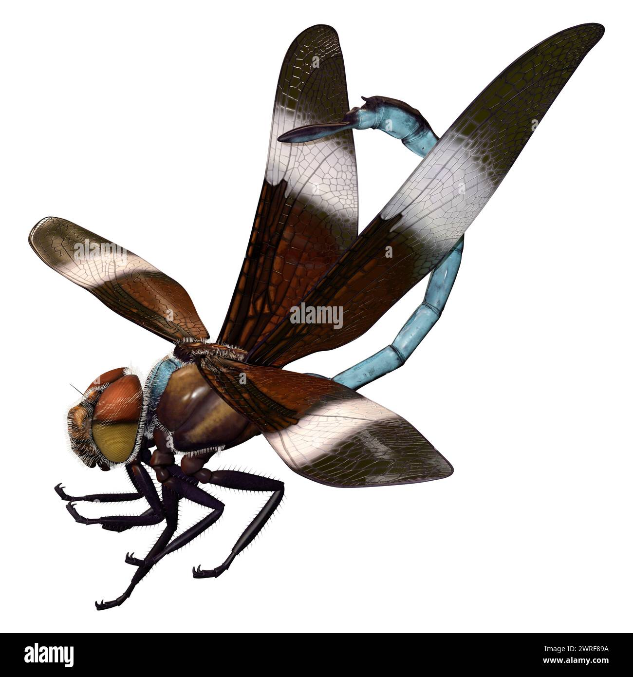 3D rendering di una vedova Skimmer o a forma di libellula Libellula luctuosa isolati su sfondo bianco Foto Stock