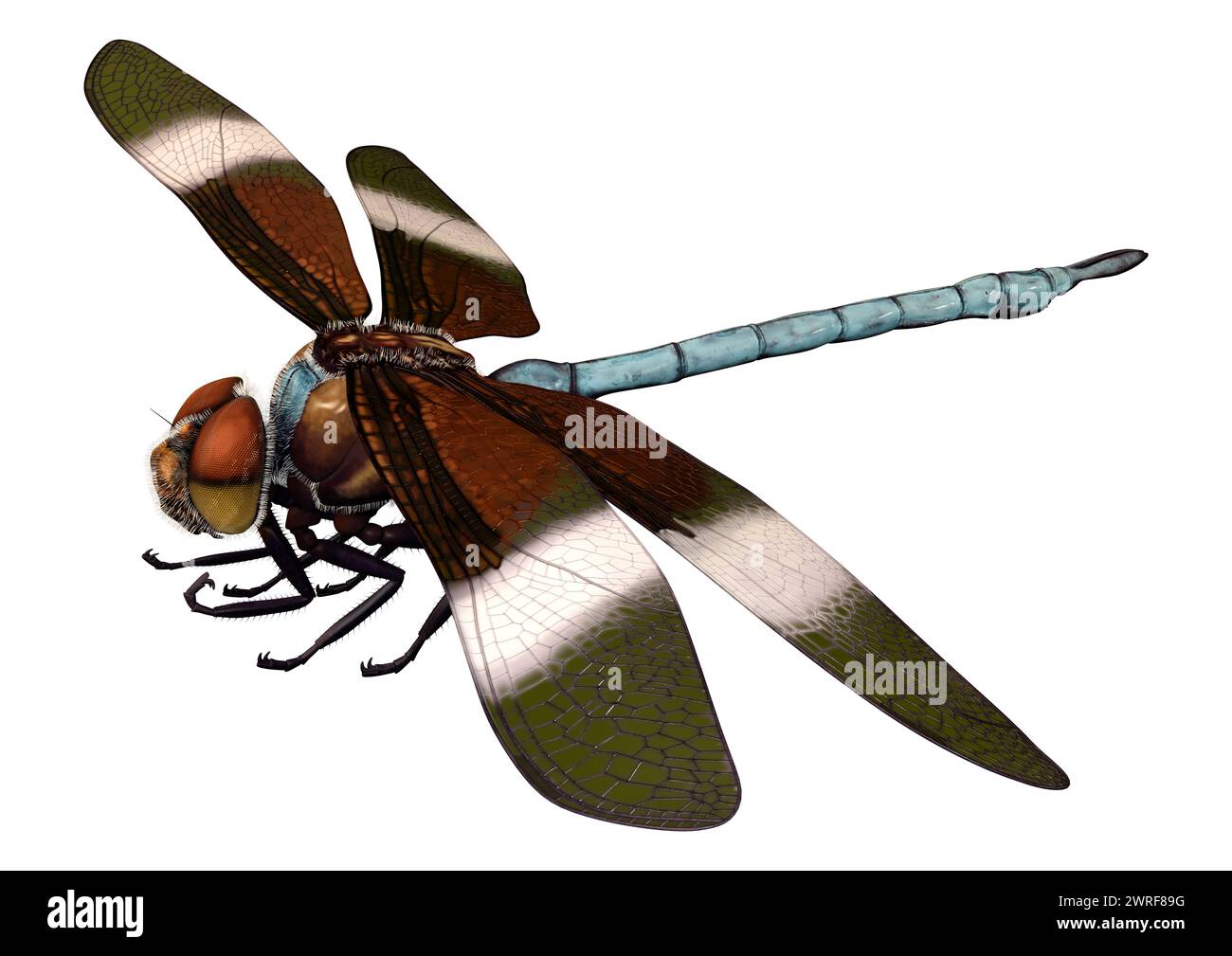 3D rendering di una vedova Skimmer o a forma di libellula Libellula luctuosa isolati su sfondo bianco Foto Stock