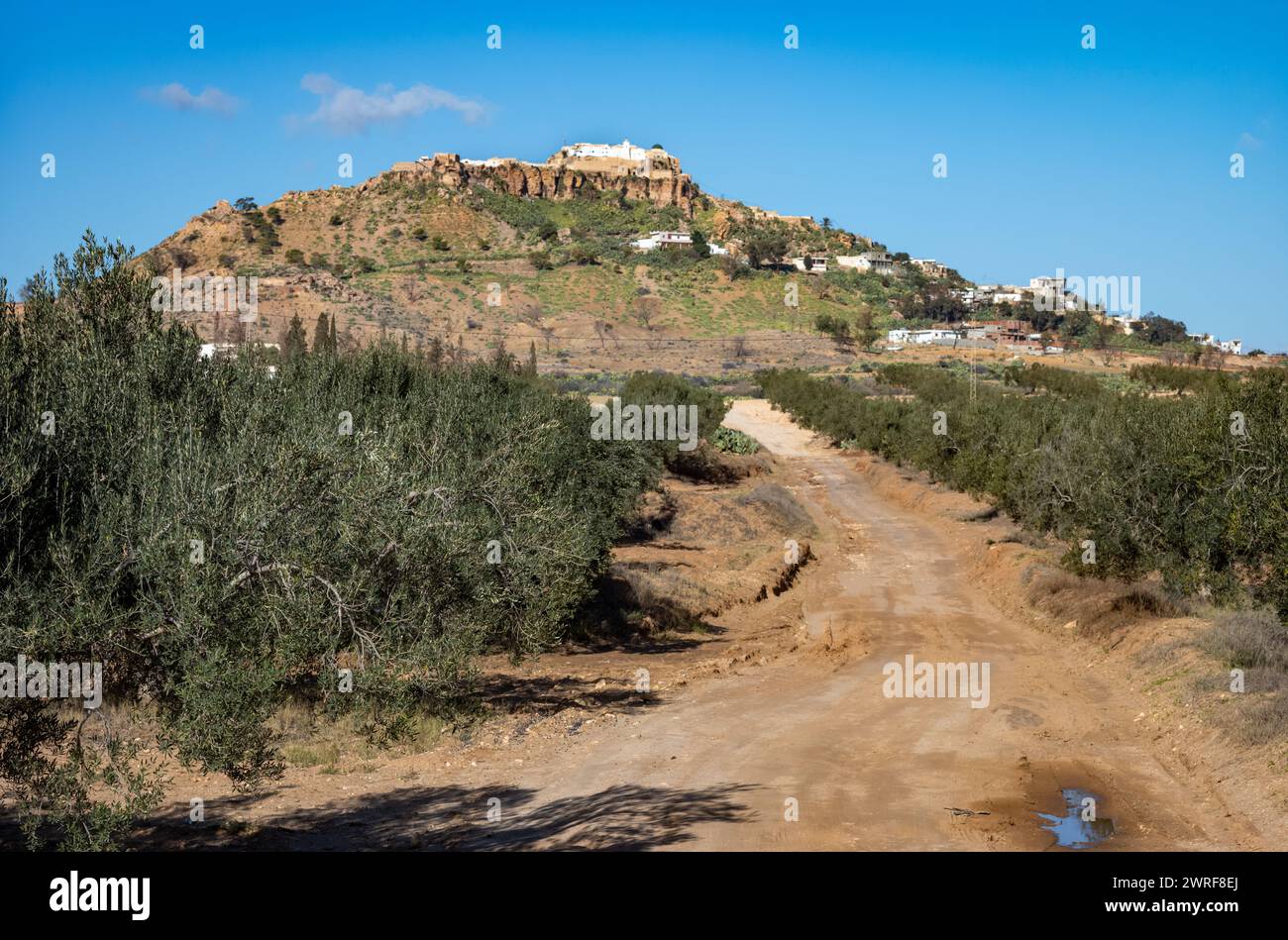 L'antico villaggio berbero in cima alla collina di Takrouna visto in lontananza oltre gli oliveti. Foto Stock