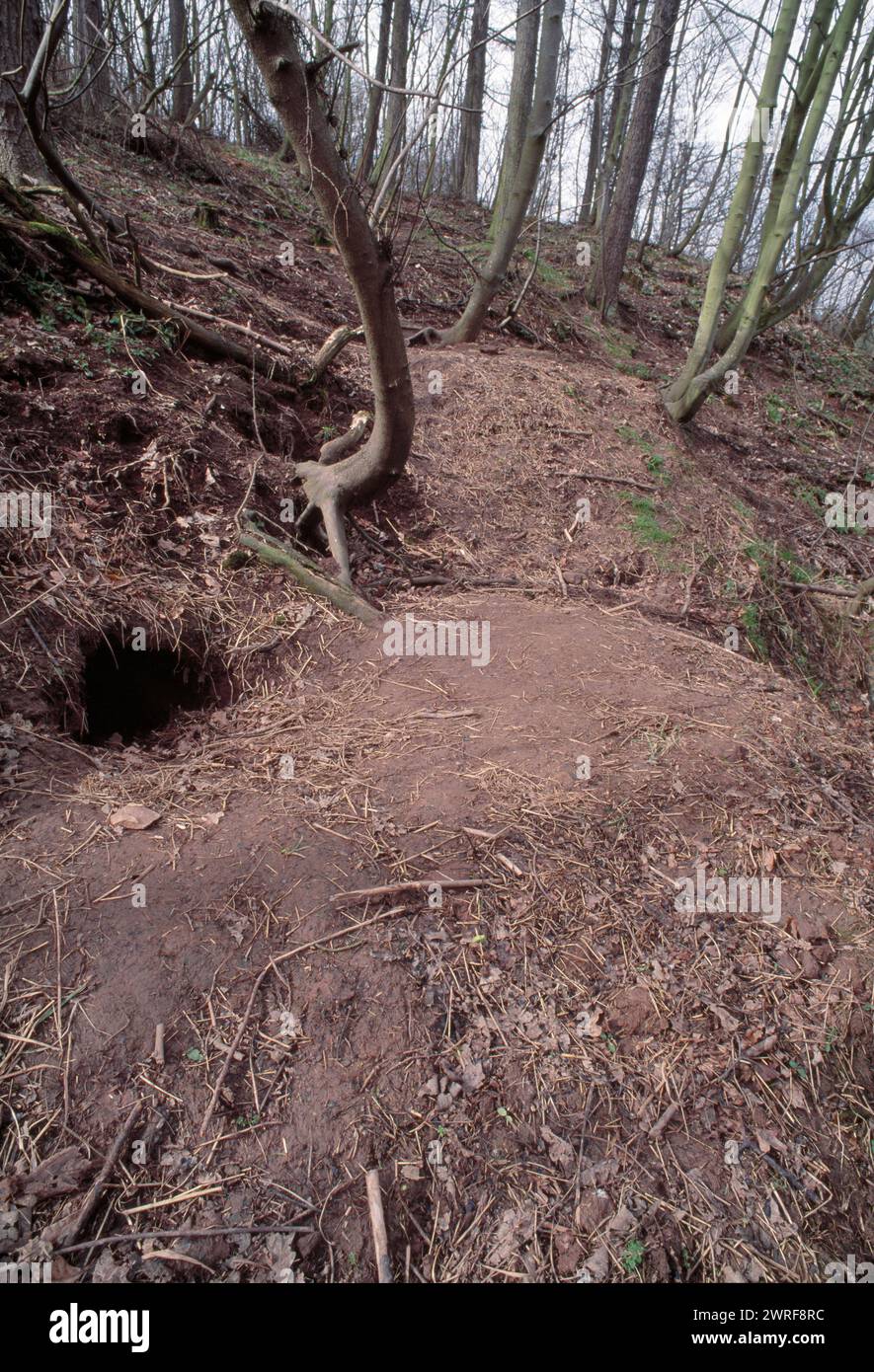 Badger (meles meles) si trova in un bosco deciduo all'inizio della primavera mostrando erba e foglie utilizzate come lettiere all'ingresso della tana, Berwickshire, scozzese Foto Stock