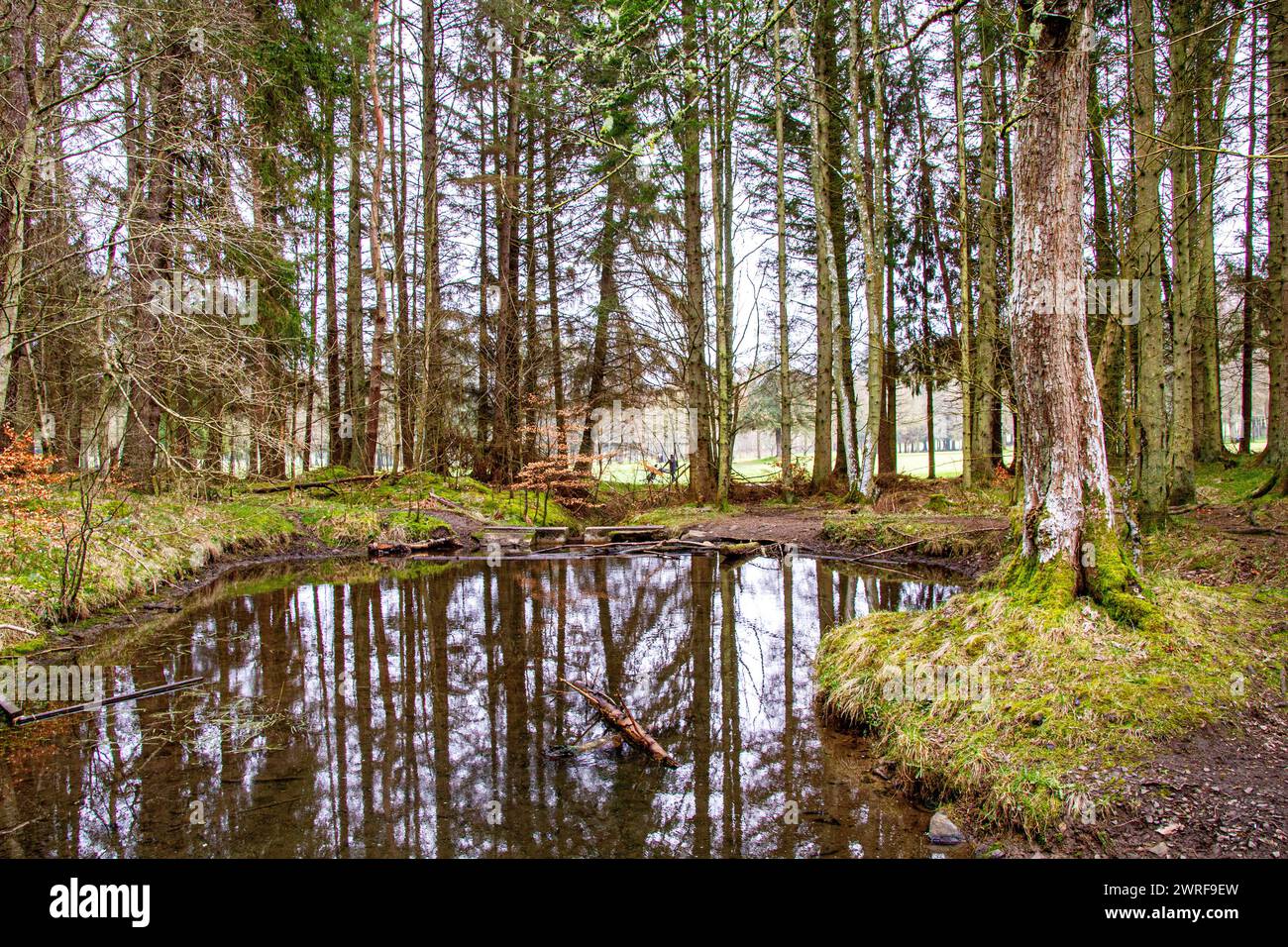 La foschia umida e nebbiosa circonda Dundee Templeton Woods e il campo da golf Downfield, Scozia Foto Stock