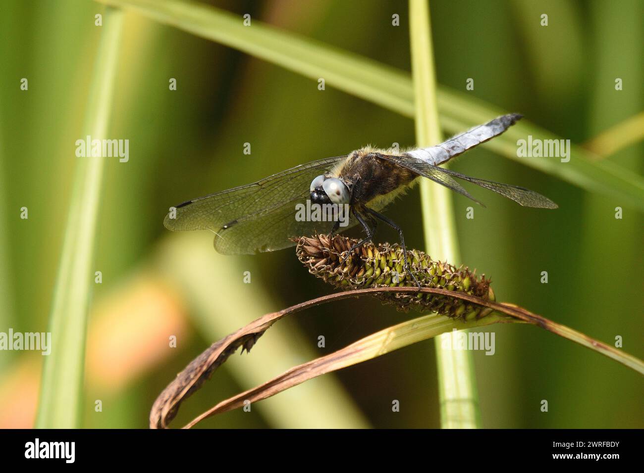 Scarso Chaser dragonfly a riposo sulle teste dei semi di una fronda d'erba. Hertfordshire, Inghilterra, Regno Unito. Foto Stock