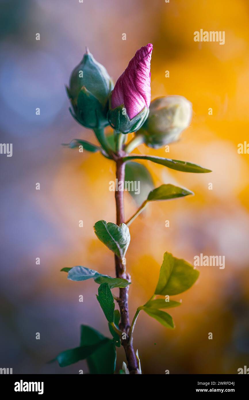 Rosebuds in attesa, si preparò a svelare presto i loro vibranti petali Foto Stock