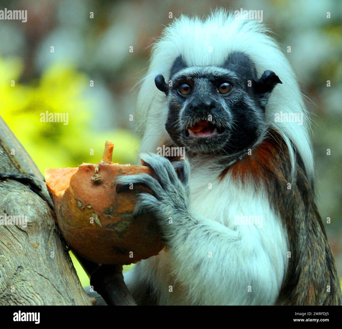 COTTON HEADED TAMARIN, MARWELL ZOO VICINO A WINCHESTER, HANTS. PIC MIKE WALKER 2024 Foto Stock