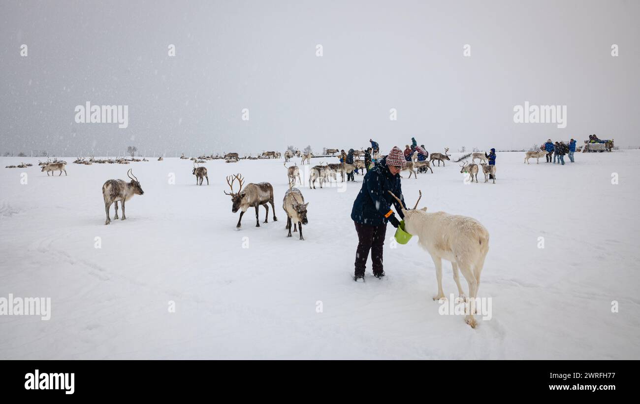 La gente dà da mangiare alle renne in una fattoria di renne Saami in un paesaggio innevato sopra il circolo artistico, vicino a Tromso, nel nord della Norvegia. Foto Stock