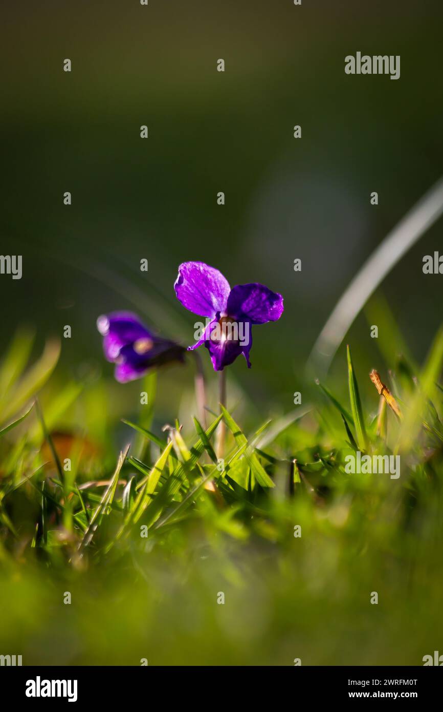 fiore di primavera viola nell'erba verde, bassa profondità di campo, viola Foto Stock