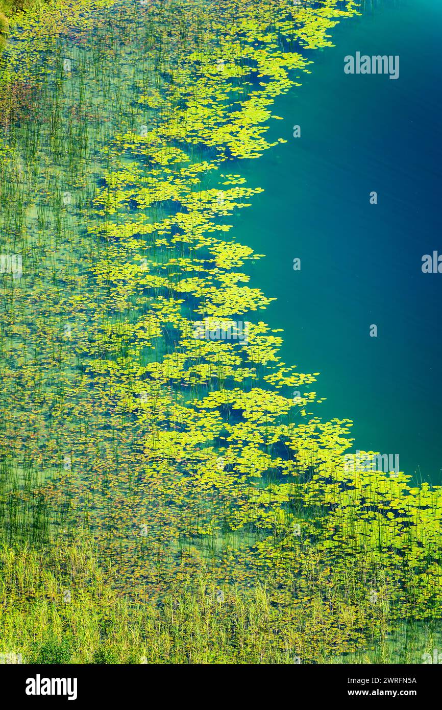 Ninfee su un lago nel Giura, paesaggio naturale astratto, vista aerea dal Belvedere des Quatres Lacs (punto panoramico dei quattro laghi), Francia Foto Stock