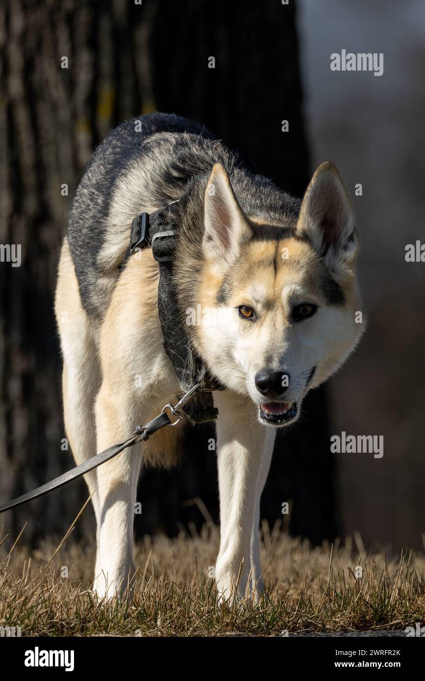 Cane Husky in un'imbracatura e guinzaglio guardando avanti Foto Stock