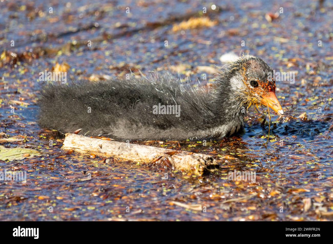 Cootling eurasiatico che nuota sotto il sole Foto Stock