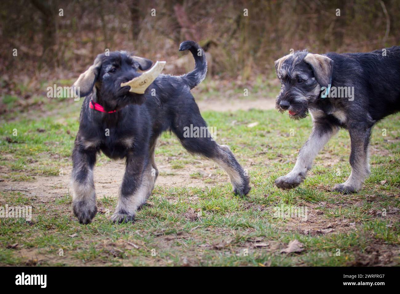Cuccioli giganti di Schnauzer che giocano fuori Foto Stock