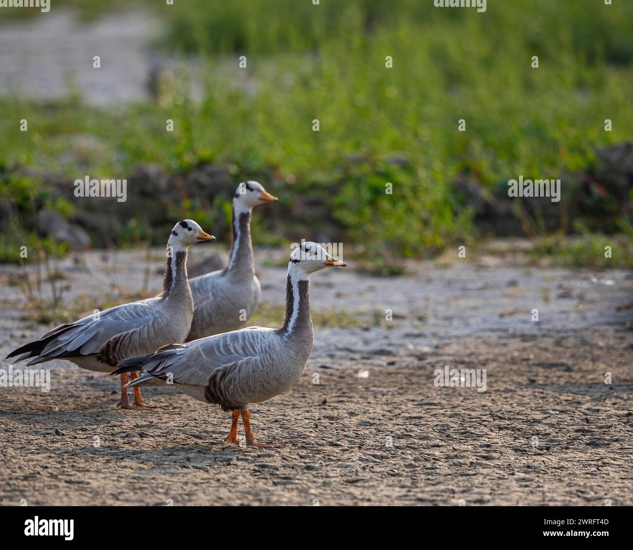 Un trio di Bar Head Goose nel campo Foto Stock