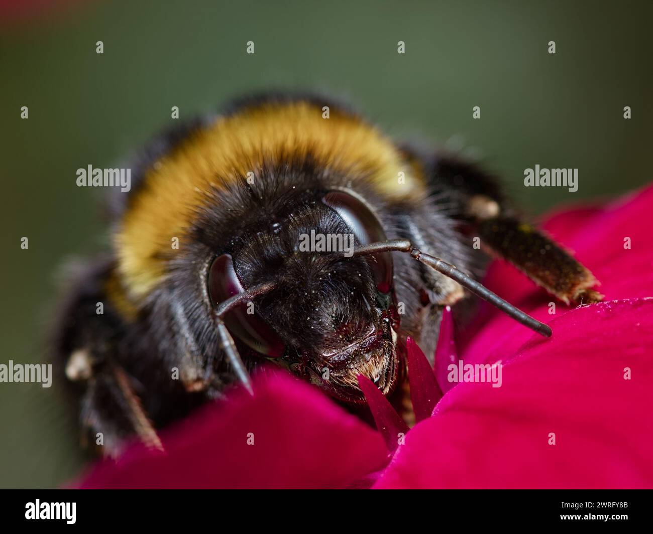 Macro Headshot Front On of A Bumble Bee Feeding on the Nectar of the Flower of Rose Campion, Lychnis coronaria, Dorset, Regno Unito Foto Stock