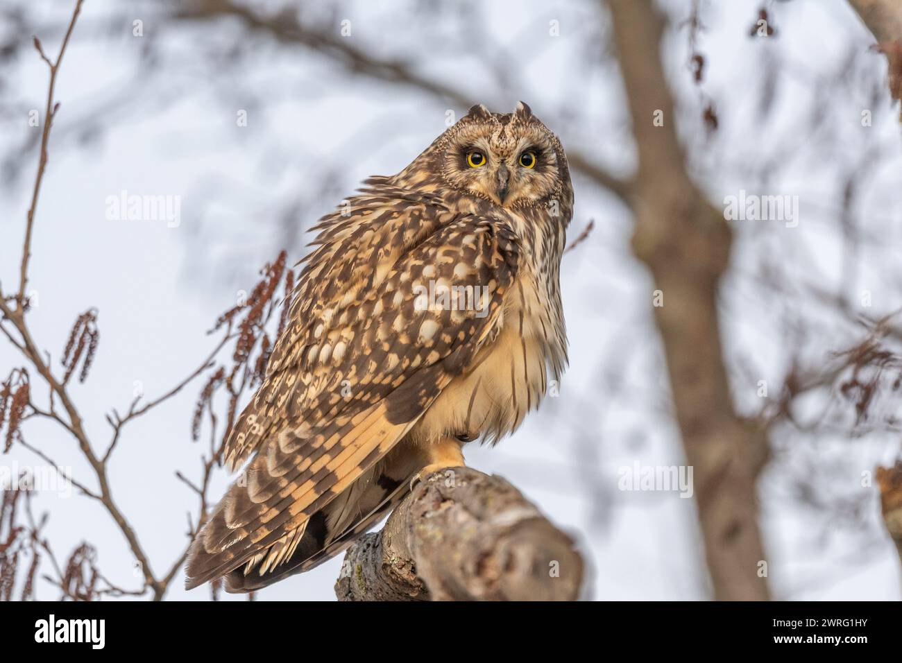 Gufo dalle orecchie corte (Asio flameus) appollaiato su un ramo. BAS Rhin, Alsazia, Francia, Europa Foto Stock