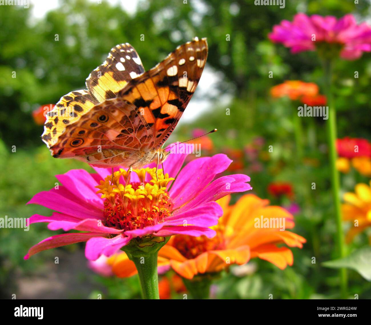Il primo piano di Monarch Butterfly si nutre del fiore giallo di Zinnia sul prato in estate Foto Stock