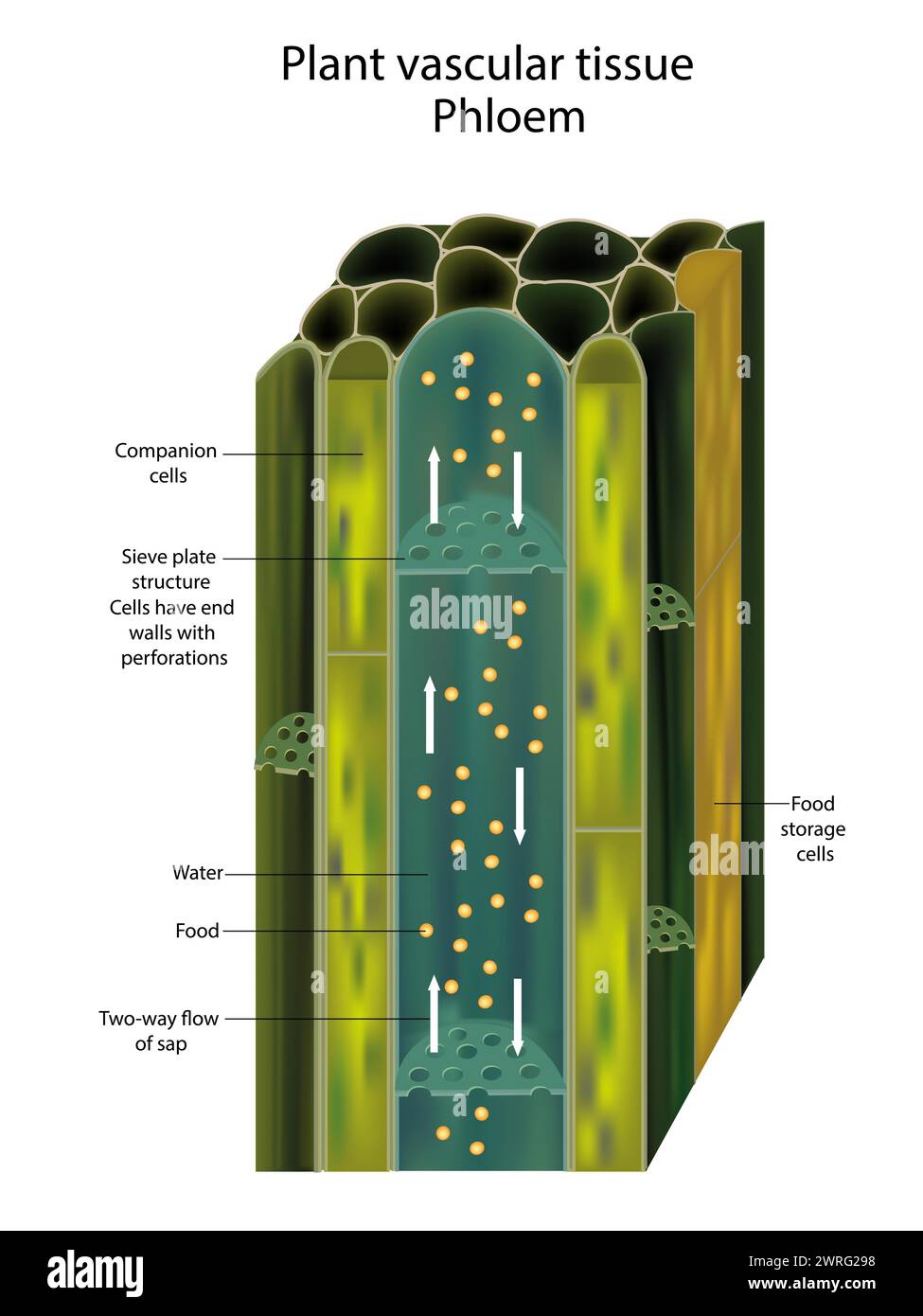 Tessuto vascolare vegetale Phloem. Sezione trasversale che mostra i fasci vascolari. Traslocazione di piante vascolari Illustrazione Vettoriale