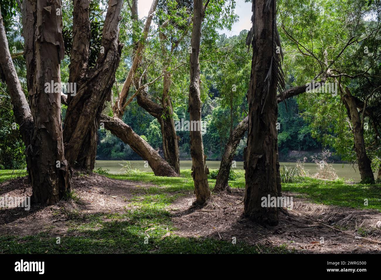 Alberi di eucalipto lungo il fiume Barron a Kuranda, Queensland, Australia Foto Stock