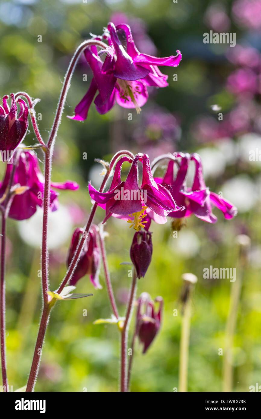 Blüte der Akelei Aquilegia in weinrot *** Aquilegia aquilegia fiore in vino rosso Foto Stock