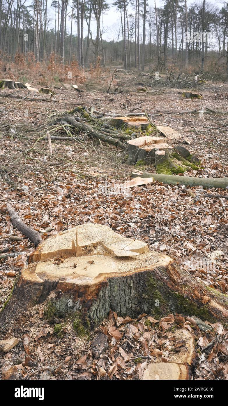 Foto di un ceppo d'albero, messa a fuoco selettiva. Un esempio di deforestazione legale, l'impatto della politica forestale statale sfruttativa in Polonia. Foto Stock