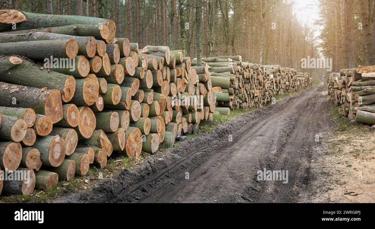 Mucchi di alberi tagliati, fuoco selettivo. Un esempio di deforestazione legale, l'impatto della politica forestale statale sfruttativa in Polonia. Foto Stock