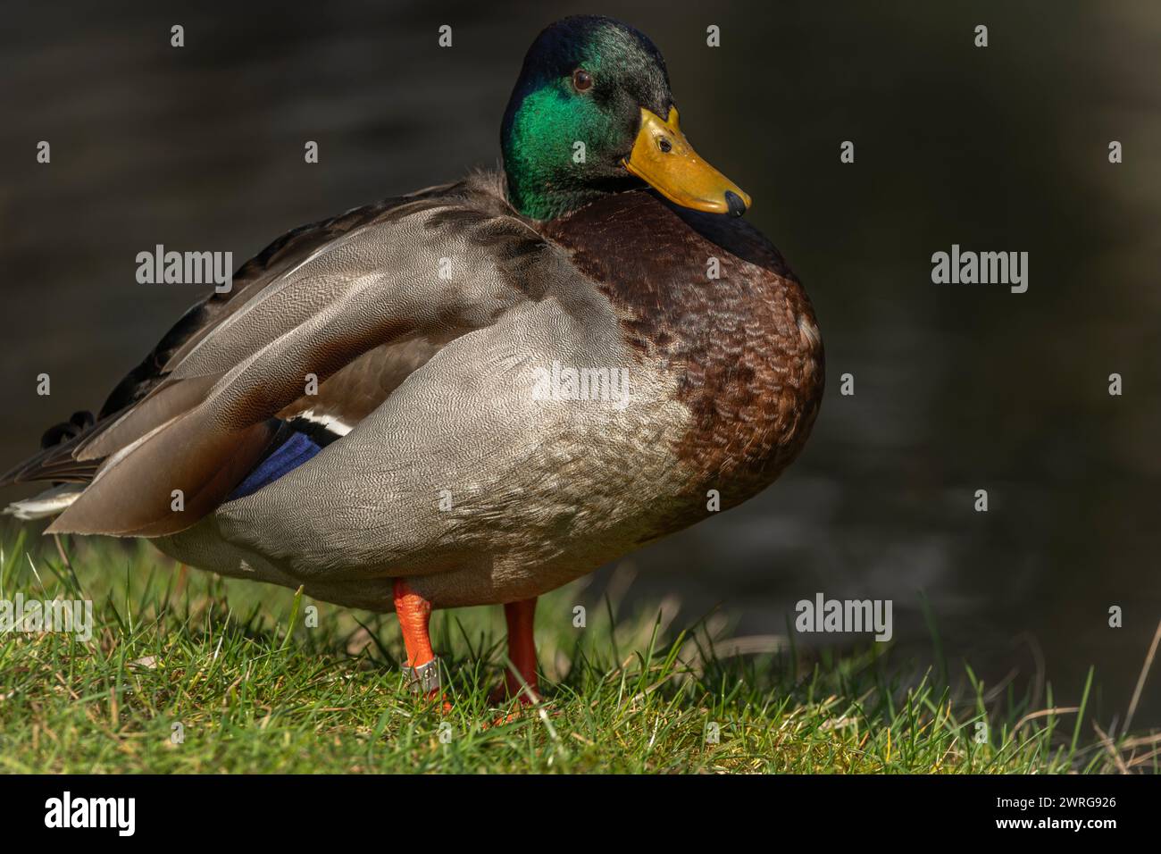 Anatra colorata vicino al lago nel parco cittadino su erba verde con sole sulla piccola testa Foto Stock