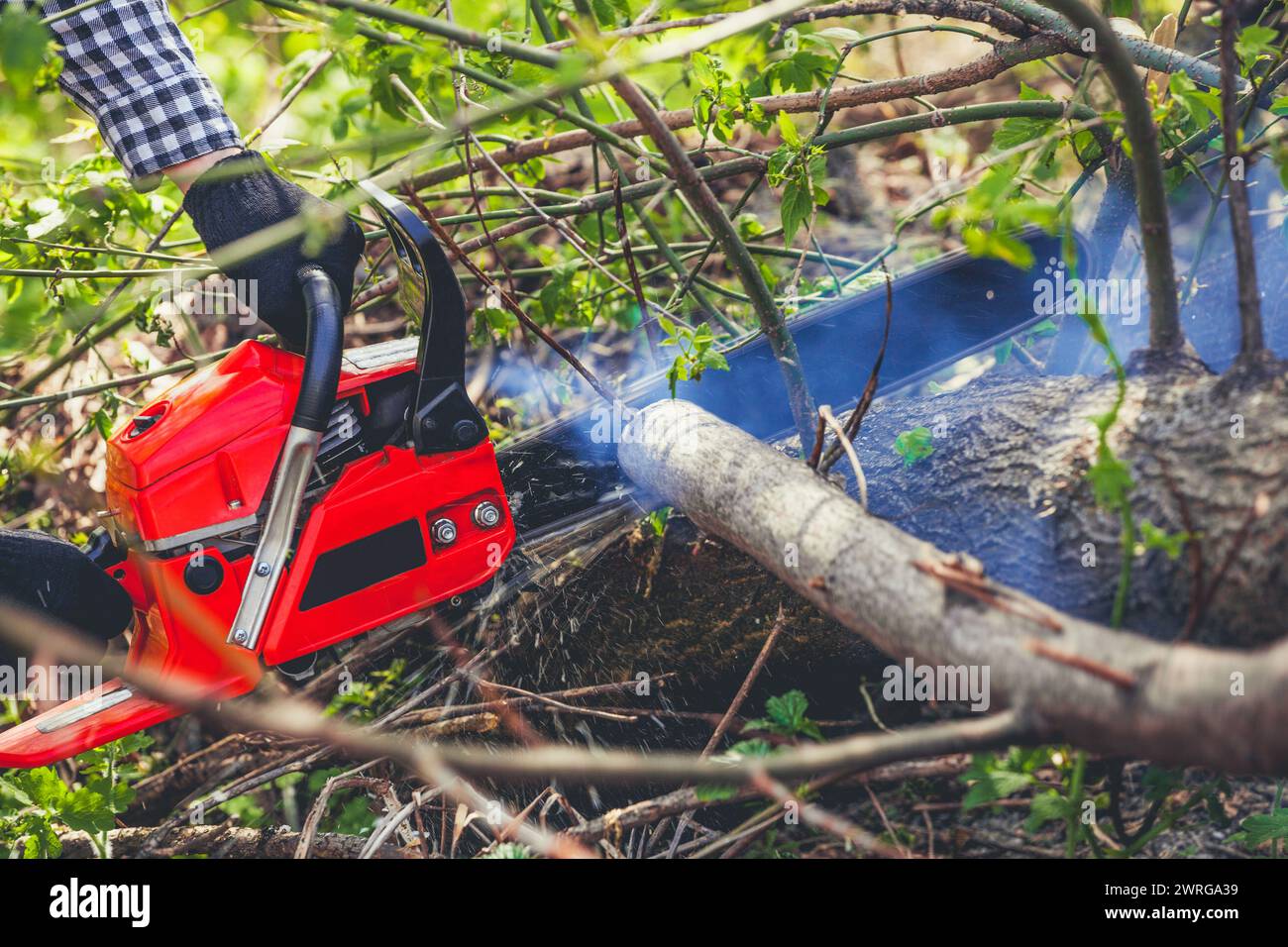 Un uomo - Lumberjack con una camicia a scacchi in bianco e nero che sega una motosega in una foresta. Foto Stock