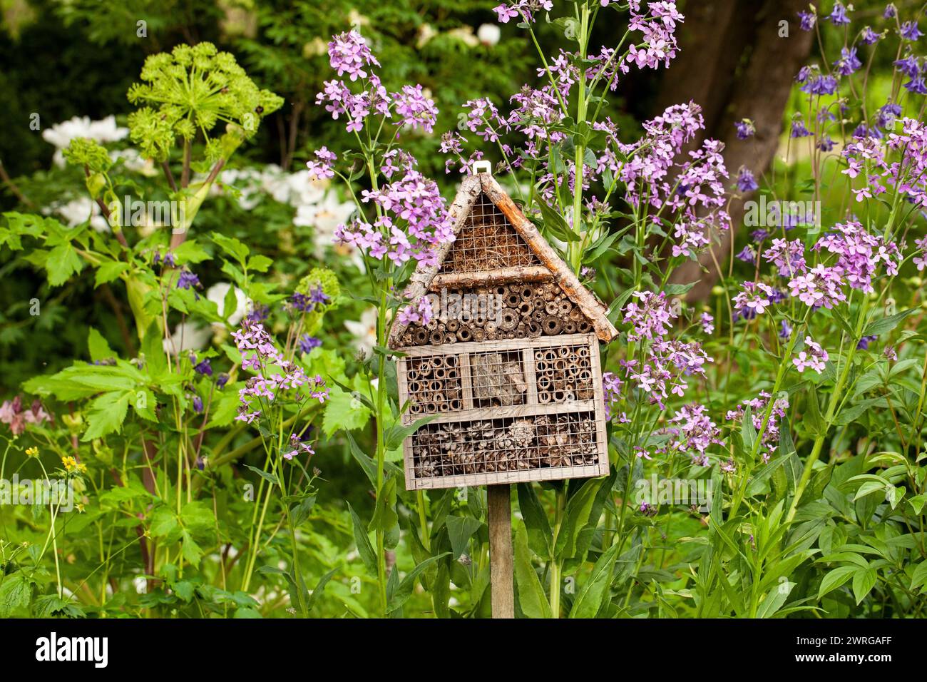 Una casa di insetti è un hotel per insetti che fornisce riparo nel giardino estivo tra i fiori Foto Stock