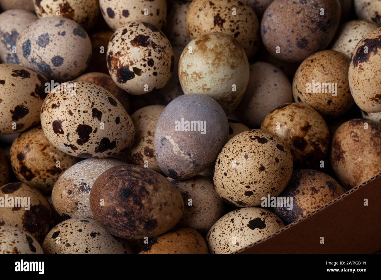 Bellissime, colorate e fresche uova di quaglia in una scatola di cartone Foto Stock