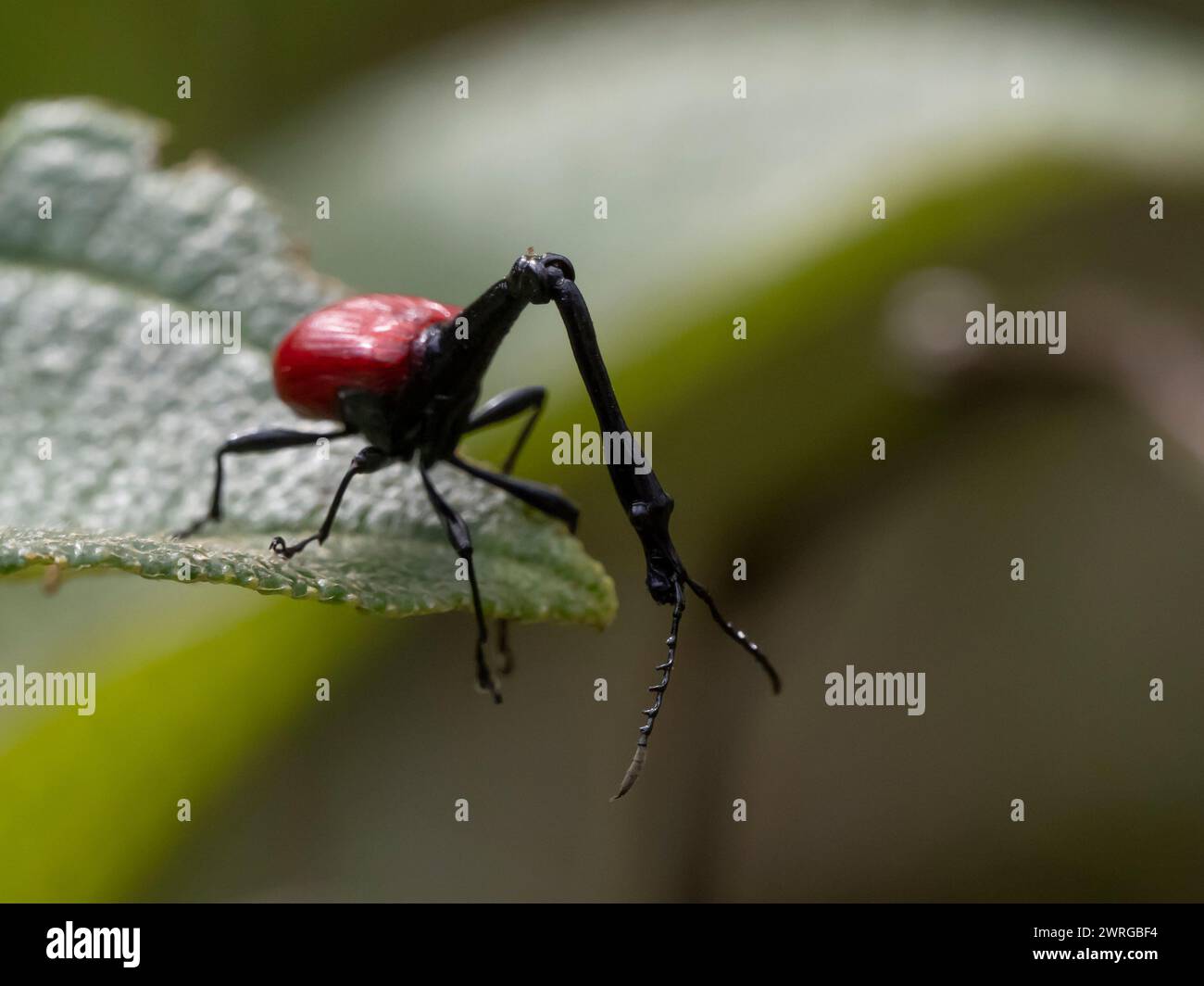 weevil, Trachelophorus giraffa, Androy, Lalangina, Haute Matsiatra, Madagascar Foto Stock