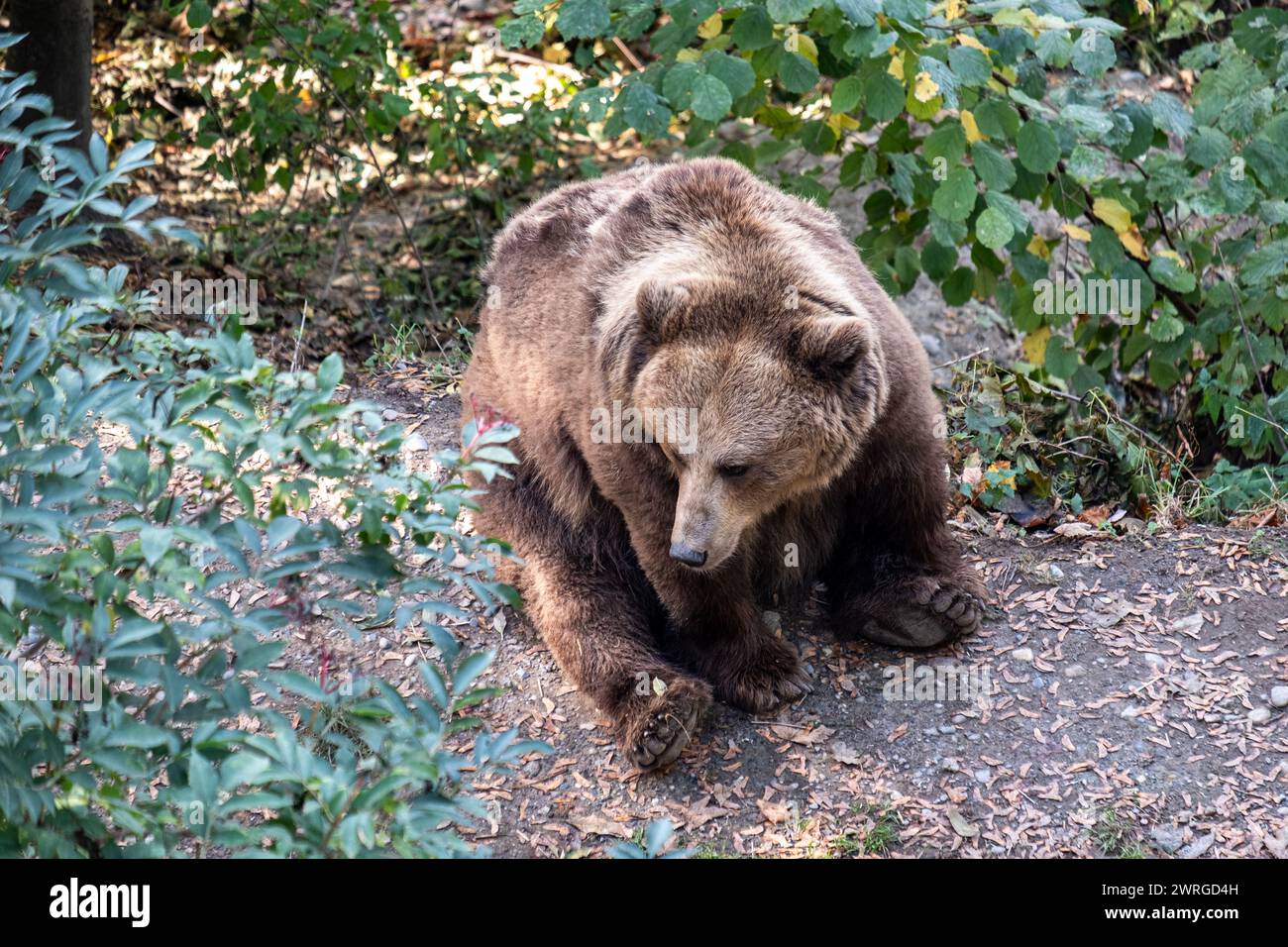 orso bruno si staglia lungo il fondo della foresta, con pelliccia spessa. Sullo sfondo sereno, sottolineando l'importanza di preservare tali habitat naturali Foto Stock