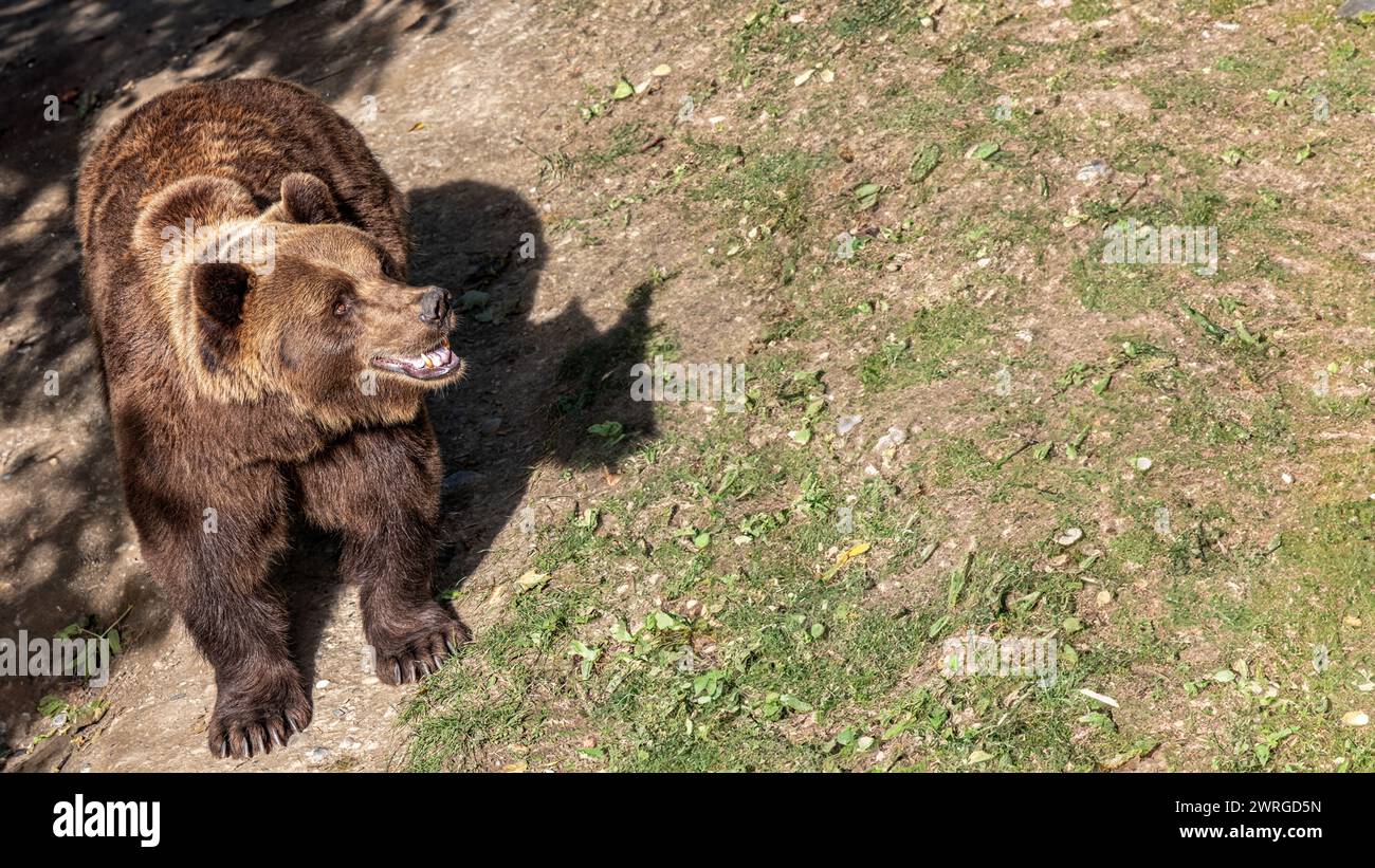 Un imponente orso bruno, che nasconde i denti in un ambiente naturalistico, o sorride nella felicità, fornisce uno sguardo intimo ai predatori apici, mescolando un m Foto Stock